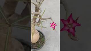 First bloom in my collection Habitat adenium flowers terracegardenwithadenium botanicgardening [upl. by Gasparo]