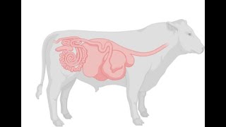 BIOQUÍMICA PARA VETERINARIOS INTEGRACIÓN METABÓLICA EN RUMIANTES [upl. by Ahsinav]