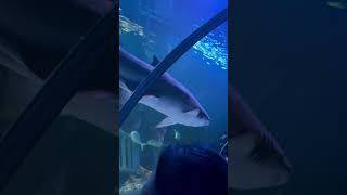 Akuarium KLCC fypシ゚viral videoviral shark [upl. by Atineg]