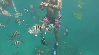 Osseointegration GROUP OF AUSTRALIA Snorkelling [upl. by Teador]