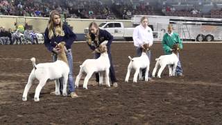 2015 Oklahoma Youth Expo Grand Goat Drive [upl. by Willa]