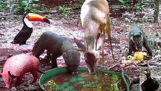 incrível a diversidade de animais e mais a soltura de duas cobra na natureza [upl. by Lorna301]