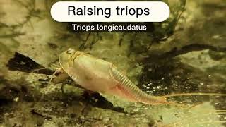 How to raise triops Day 0 and beyond additional tips in description [upl. by Marlin]