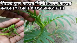 শীতেরফুল গাছের পিঞ্ছিং কোন গাছে করবেন ও কোন গাছে করবেন না। Winter Plants  gardening tips and tricks [upl. by Loggins]