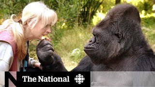 Koko the gorilla dead at age 46 [upl. by Maryly]