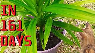 How to grow Pandan Pandanus amaryllifolius [upl. by Ihcego338]