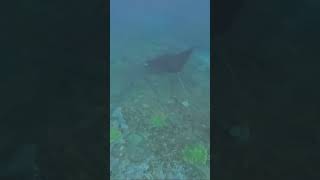 A Majestic Manta Ray off the coast of Nusa Penida [upl. by Viviana]