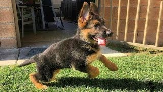 Funniest amp Cutest German Shepherd Puppies 19  Funny Dogs Compilation 2018 [upl. by Kamat]