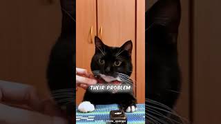 facts about tuxedos 😼 Shorts Trending FYP Viral Funny cat tuxedocat [upl. by Schechinger312]