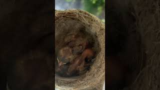 baby birds Willie Wagtails nesting outside my house [upl. by Ymmit844]