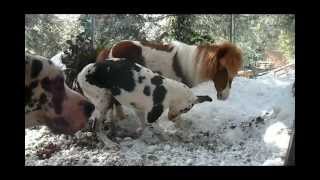 Mini horse supervises trench digging puppy [upl. by Anaiuq295]