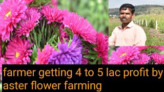 aster flower farming  floriculture in india  good profit by aster flower  indias farming [upl. by Esylla424]