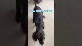 He’s a Boykin SpanielD newpuppies spaniels dogs cutedog [upl. by Maretz641]