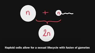 33 Meiosis  Diploid Versus Haploid [upl. by Prevot237]