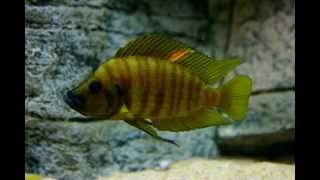 Altolamprologus compressiceps quotorangequot Chaitika  PISCES [upl. by Coltin]