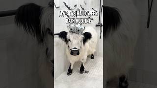 My Cows Halloween Bath Routine 👻 [upl. by Pamela]