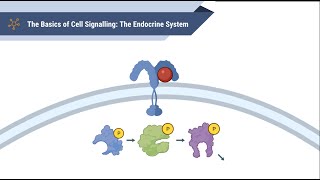 The Basics of Cell Signalling [upl. by Jordan]