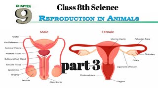 REPRODUCTION IN ANIMALS  Class 8 chapter 9 ncert  part 3 [upl. by Fleurette727]