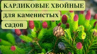 КАРЛИКОВЫЕ ХВОЙНЫЕ ДЛЯ АЛЬПИНАРИЯ и РОКАРИЯ Dwarf conifers for rock gardens and rockeries [upl. by Elson]