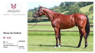 Arqana august 2024 V2 N°419  M né en 2023  Wooded présenté par le Haras Du Cadran [upl. by Judye641]