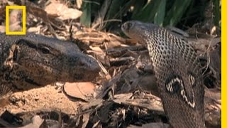 Cobra vs Monitor Lizard  National Geographic [upl. by Nickola]