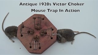 Antique Victor Mouse Trap In Action with motion cameras [upl. by Mailiw]