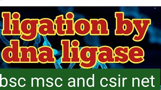 ligation process by dna ligase csir net [upl. by Itsym]