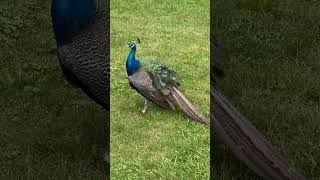 Peacock Preening Nature’s Beauty Routine 🦚✨ [upl. by Mure]