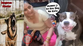 Mafia ki vajah se Street Dog ne Mummy ko Kat liya 😥  Mafia The Pitbull [upl. by Ettenyar]