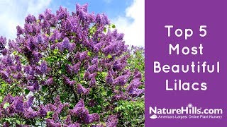 Top 5 Most Beautiful Lilacs  NatureHillscom [upl. by Charron178]