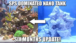 SPS Nano Reef Tank  Six months Update [upl. by Press115]