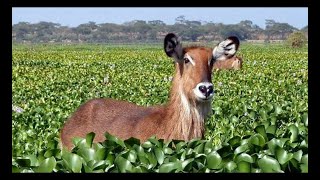 መውደድ ሀሳቤ ናፍቆት ርሃቤ Nafkot RehabeBest Amharic Music Old Music Best music [upl. by Strander]