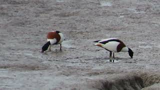 Shelduck Footage [upl. by Einotna157]