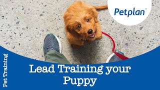 How To Lead Train A Puppy  Puppy amp Kitten Training Tips  Petplan [upl. by Vatsug]