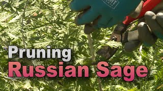 Tame Russian Sage – Trim Back Vigorous Growth [upl. by Velda]