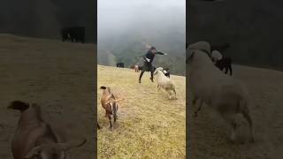 Funny goat foryou funnyanimals goat farm funny [upl. by Alenson364]