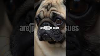 Pug Health 101 Understanding the Brachycephalic Breed [upl. by Mikkel]