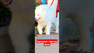 Samoyeds Show [upl. by Kcirdot940]