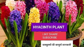 How To GrowCare Hyacinth Plant जलकुम्भी की सम्पूर्ण जानकारी पतझड़ में लगाए सदाबहार पुष्प 🔥 [upl. by Theron]