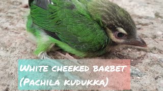 White cheeked barbet or small cheek barbetPachila Kudukka [upl. by Lesh409]