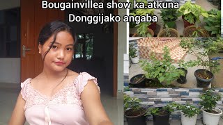 Darang marang pul sile geoba chingade pulan dongja🥺🤣😍Bougainvillea top ongtokenga daode [upl. by Aerised]