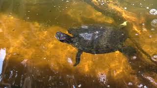 Texas Sealife Center in Corpus Christi rescues and rehabilitates coastal wildlife [upl. by Aissela]