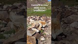 SPEEDGOAT snowbird  Utah 3400 msnm  50 km trail running [upl. by Yarehs206]