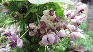 2016 4 4 木通 アケビ Akebia Quinata Bonsai [upl. by Kerwon]