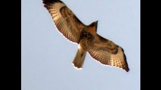 Red Tail Hawk Screeching in Flight High Above Me [upl. by Achilles470]