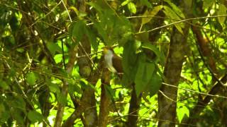 24 01 Yellowbilled Cuckoo [upl. by Burroughs]