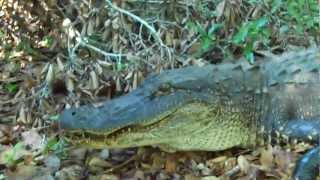 American Alligator on land [upl. by Ettennal]