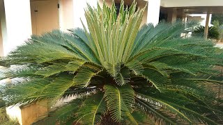 Female Bonsai Sago Palm Tree Cycas revoluta [upl. by Noired509]