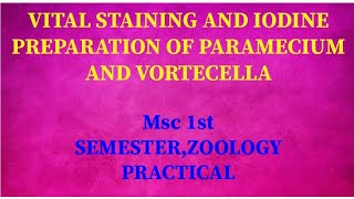 Vital staining and iodine preparation of Paramecium and VortecellaMsc 1st semester ZOOLOGY PRACTICA [upl. by Arraik]