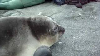 Antarctica Wildlife  Curious Seal in the Sub Antarctic Islands [upl. by Inoue]